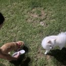 중마애견 이미지