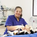 시드니동물병원 이미지