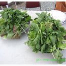 들꽃향기 펜션 이미지