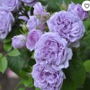 르씨엘 블루-Le Ciel Bleu” 蓝色天空 ルシエルブルー Japanese Rose 이미지