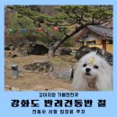 꽃 꿀방 | [공지] 강화도 애견동반 여행 가볼만한곳 전등사 강아지 사찰 입장료