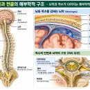 두개천골요법(CST)이란? 두개골·뇌척수액의 해부학과 치료 원리, 임상적 효과 이미지