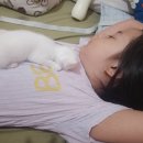 카오 Daum카페