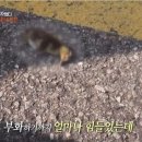 떼껄룩 사냥하는 담비팟.gif 이미지