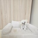 멍빨털빨 이미지