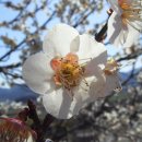 고향에봄 - 창원시 성산구 | 고향에봄