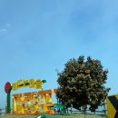 서기마을회관 | 서천 동백꽃 쭈꾸미 축제 실시간 후기 주차 가격 솔직후기