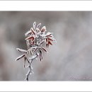 들꽃카페 이미지