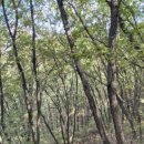 검암산(중간) 이미지