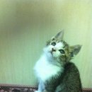 인천 부평, 코숏 남아, 고등어, 2개월쯤 된 고양이. 이미지