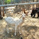 추장목장 이미지