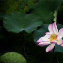 🌺8월 20일 "운명이 바뀌는 말" 이미지