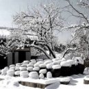 고운님 이미지