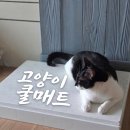 석영헤어 | 올여름 필수템 강아지쿨매트 대리석 아빠, 고양이쿨매트로 사용해본 솔직 후기