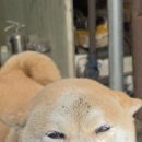 (주)바바펫 네이버블로그