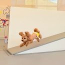 딩굴댕굴 애견호텔 유치원 | 딩굴댕굴 애견호텔&amp;유치원 대구점 가봤더니 반려동물도 행복해하더라