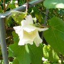 목화자원 이미지