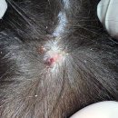 장수동물의료원 | [고양이 종괴제거] 5살 고양이 비만세포종 발견한 계기, 고양이 종괴제거, 고양이 비만세포종 수술 후기