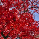 내장산 | 아너드투어 후기 | 2025 내장산 단풍절정시기 여행