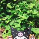 마이곰지