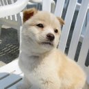 똥강아지 이미지