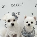 몽몽하개 이미지