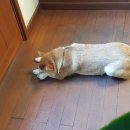 카페앙코르 네이버블로그