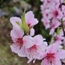 꽃피는 무릉도원 이미지