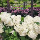 수국정원 이미지