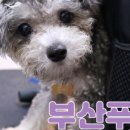 실버미용미장원 네이버블로그