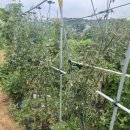 원순농장 | 주말농장 김장배추 밭 만들기 – 토마토 자리 정리 후기