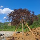 수양오리농장 이미지