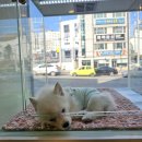 라이프독 강릉점 24시 강아지분양 고양이분양 이미지