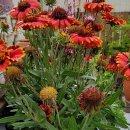 메사팝콘 이미지