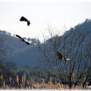 태화강의 철새들 - 항산(恒産), `항심((恒心) 이미지