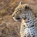 장안산 봄나물 축제 이미지