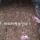 개굴개굴 이미지