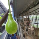 행복한 굼벵이 마을 이미지