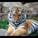 타로카드(기초반) 이미지