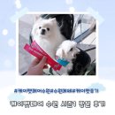 케이펫페어 수원 시즌1 방문 후기 및 주차대란 후기