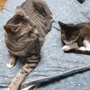 클린냥이 이미지