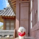 한옥호텔영산재 | 한옥호텔 영산재 목포 애견 동반 숙소 페텔 예약