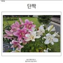 260708_서울자치신문_610호_디카시_채민신 이미지