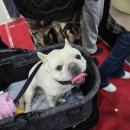 (주)이펫티브 | 일산 메가주 펫페어 2025 하반기