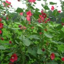 월송정매점 이미지