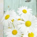 하얀마음 이미지