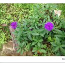 늦게 피는 꽃 이미지