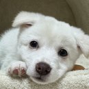 4공단로1R-40 | 창원동물보호센터 유기견 입양 후기 입양 방법 지원금 혜택