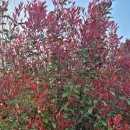 이상농장 이미지