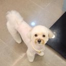 두유네 애견미용실 티스토리